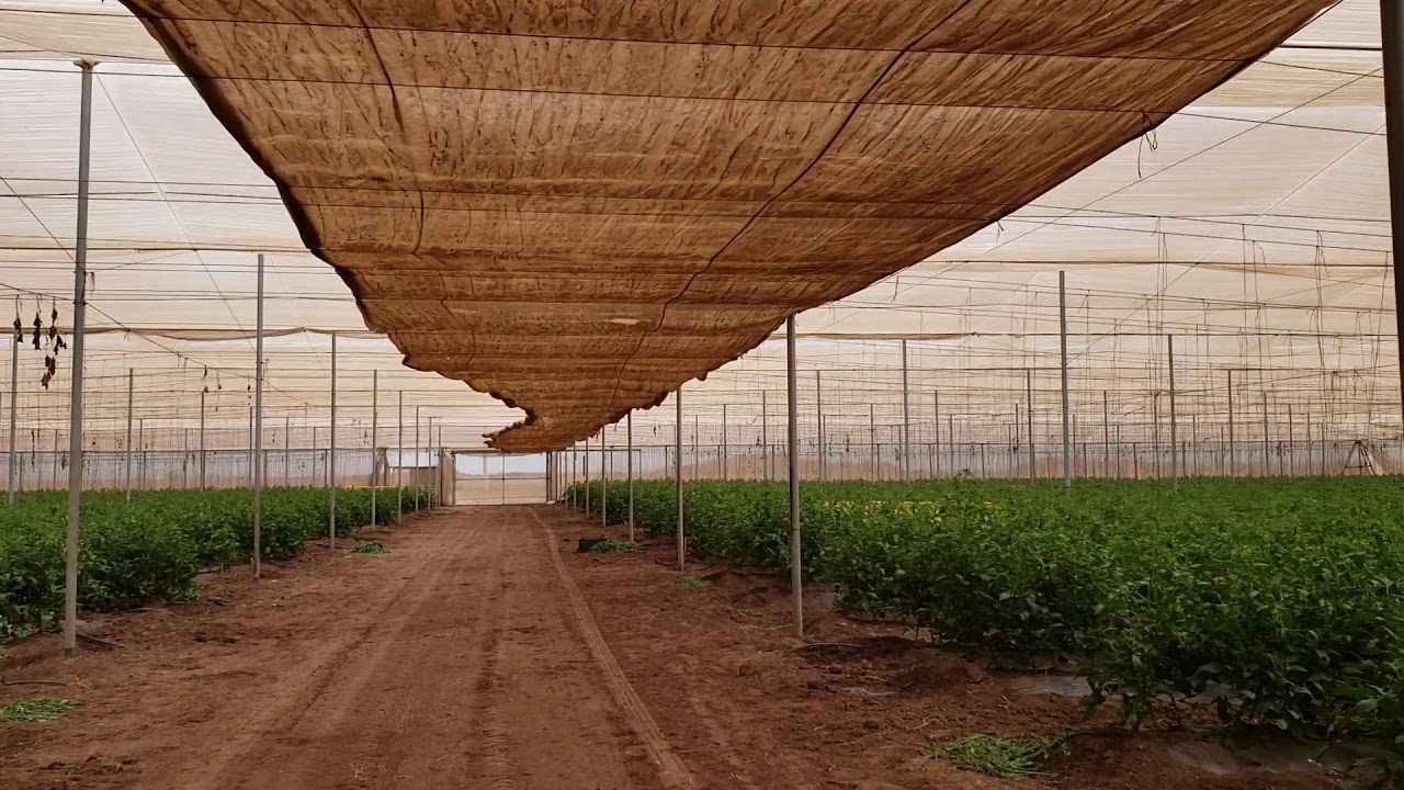 NEMATODOS EN TOMATE 2021 #prevención  #meloidogyne #nematicidas
