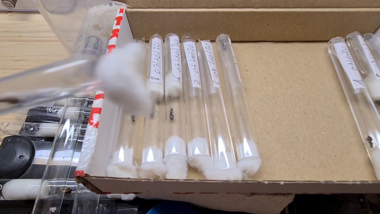 crematogaster scutellaris suite test fondation
