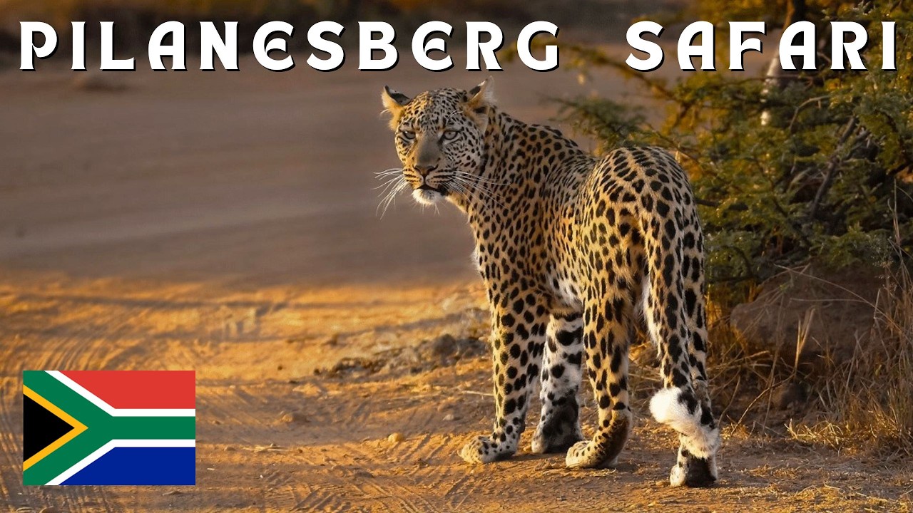 Pilanesberg National Park Full Day Safari Shared Tour from Johannesburg | South Africa