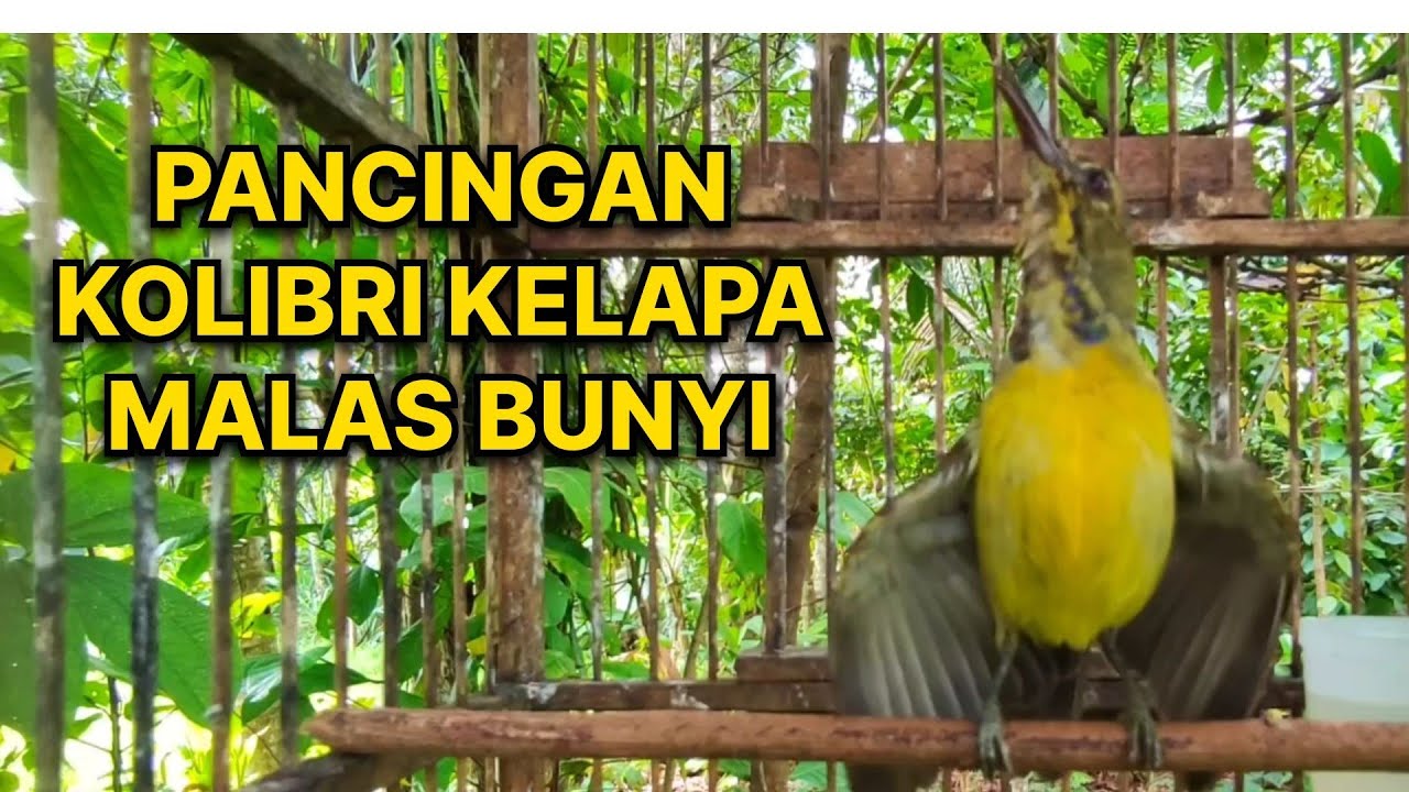 KOLIBRI KELAPA GACOR KORLAP GACOR NGALAS