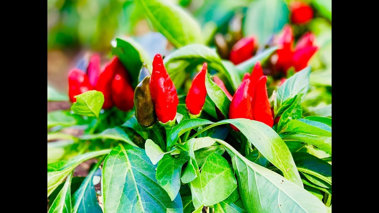 Top 10 World&rsquo;s Hottest Chili Peppers | 10 Peperoncini Pi&ugrave; Piccanti Del Mondo