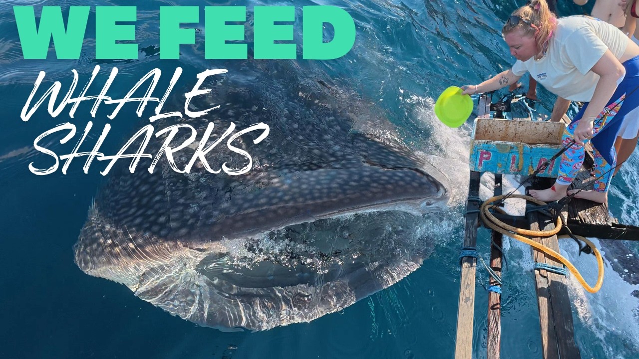 Swimming & Feeding Wild Whale Sharks in Indonesia 🐋 | West Sumbawa Adventure