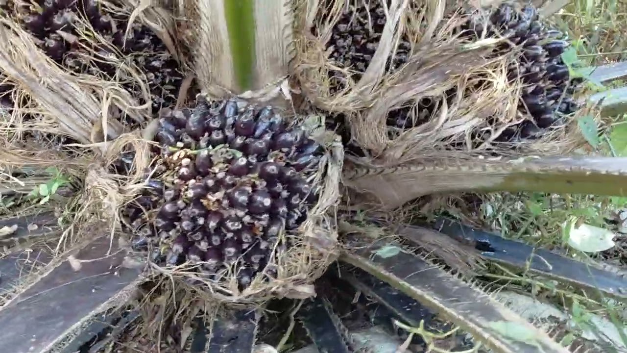 Varietas Seu Supreme Umur 2 Tahun Lebih