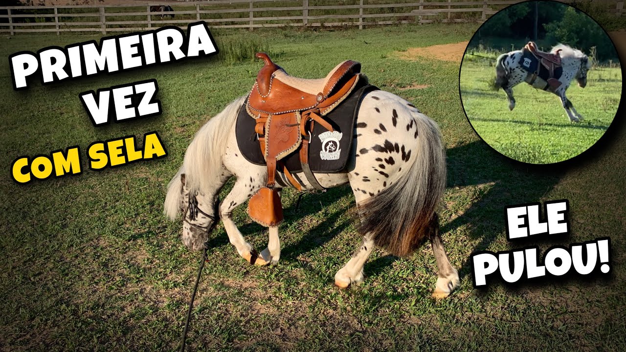 ENCILHEI O PÔNEI PELA PRIMEIRA VEZ