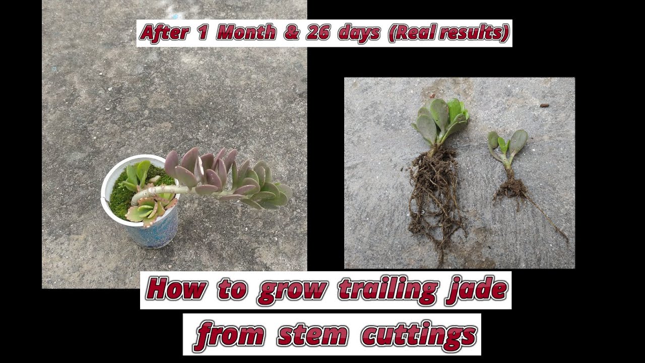how to grow trailing jade from stem cuttings | propagation of senecio jacobseni from stem cuttings