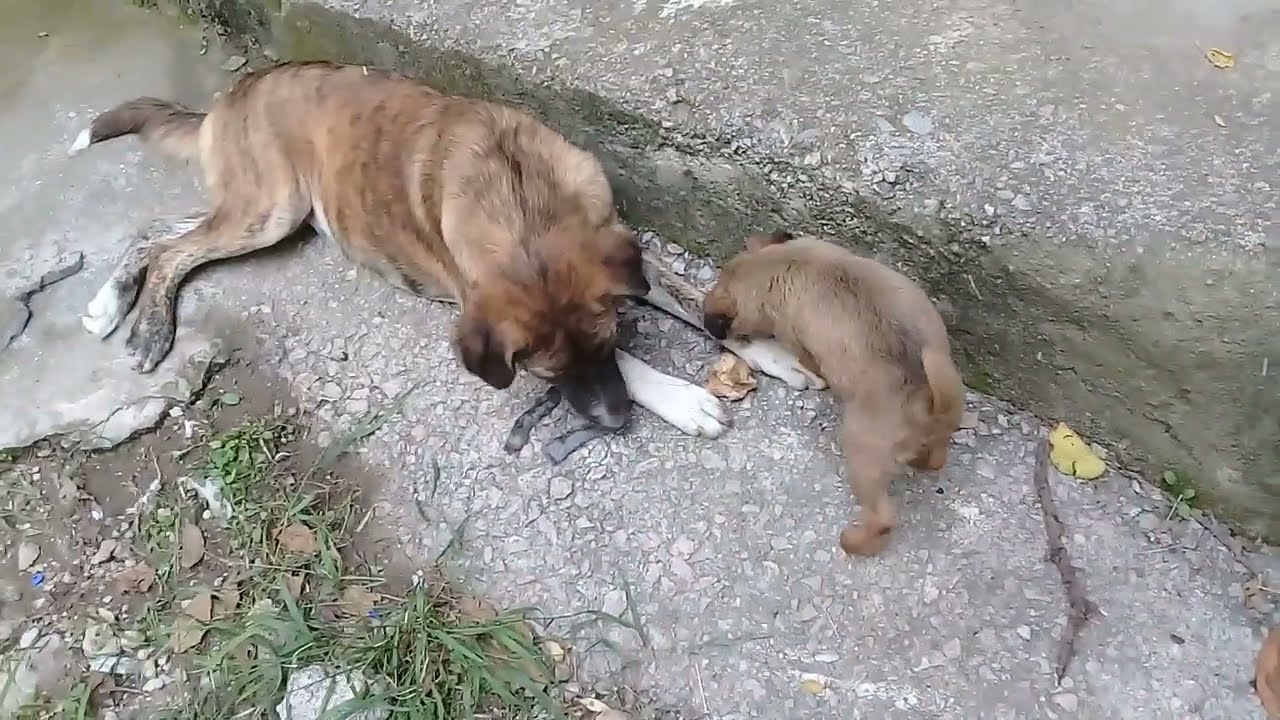 Little Brown Stray pup playing with Rax/Memories with Pookie, 4 months journey with Nature Buddies