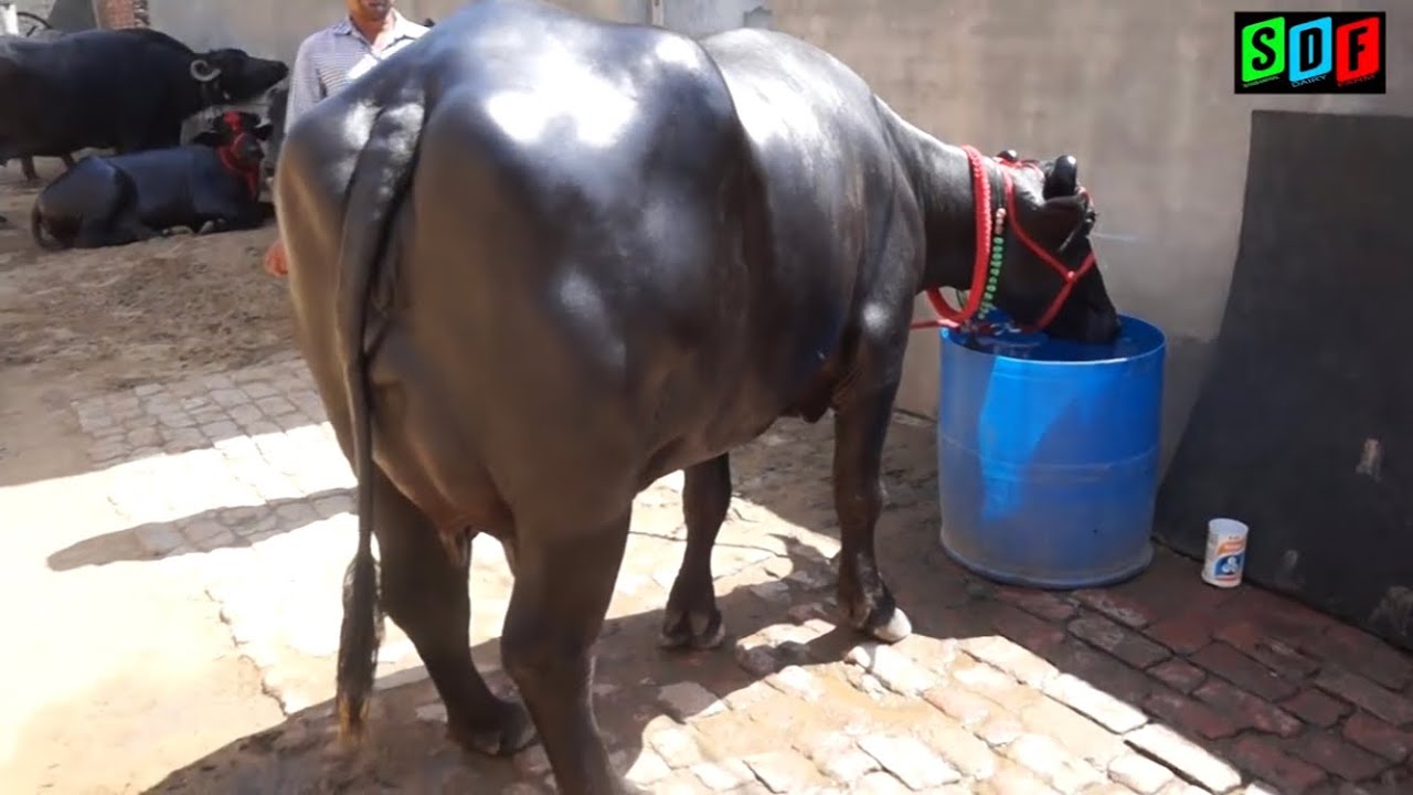 Murrah buffalo champion at Singwa competition. Now participating at KUNGER. Satbir Shoran. Hisar