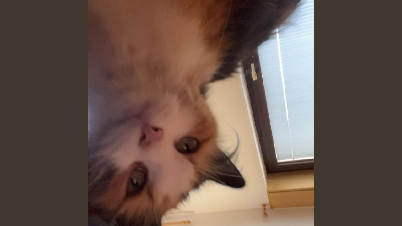 Bicuj me Stojane