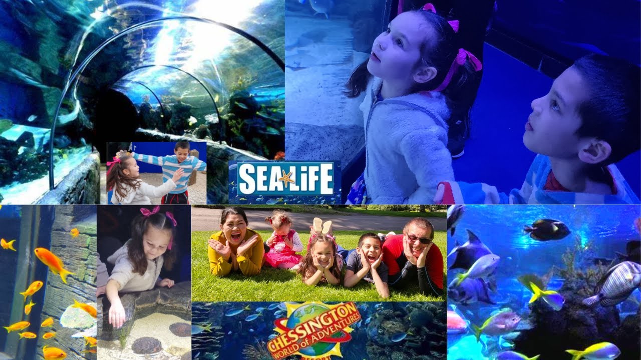 CHESSINGTON WORLD | SEALIFE | PENGUINS | DEERS | FAMILY ADVENTURE | AMUSEMENT THEME PARK