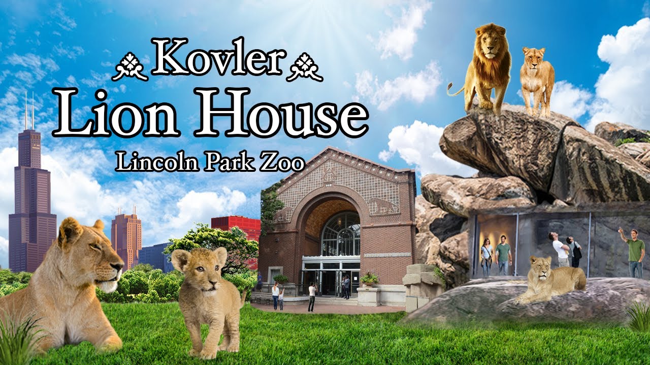 The Kovler Lion House [LION CUB] | Lincoln Park Zoo
