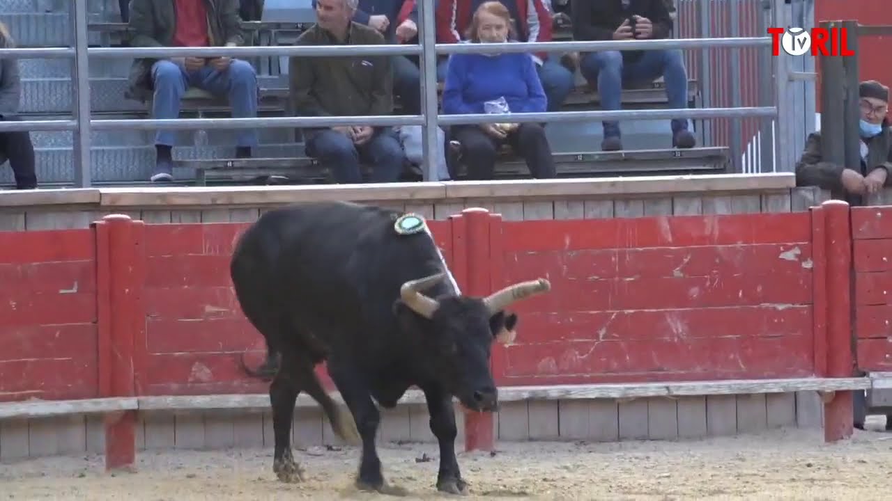 Présentation de Mignon (Cuillé) - Saint Laurent d'Aigouze - 09 octobre 2020
