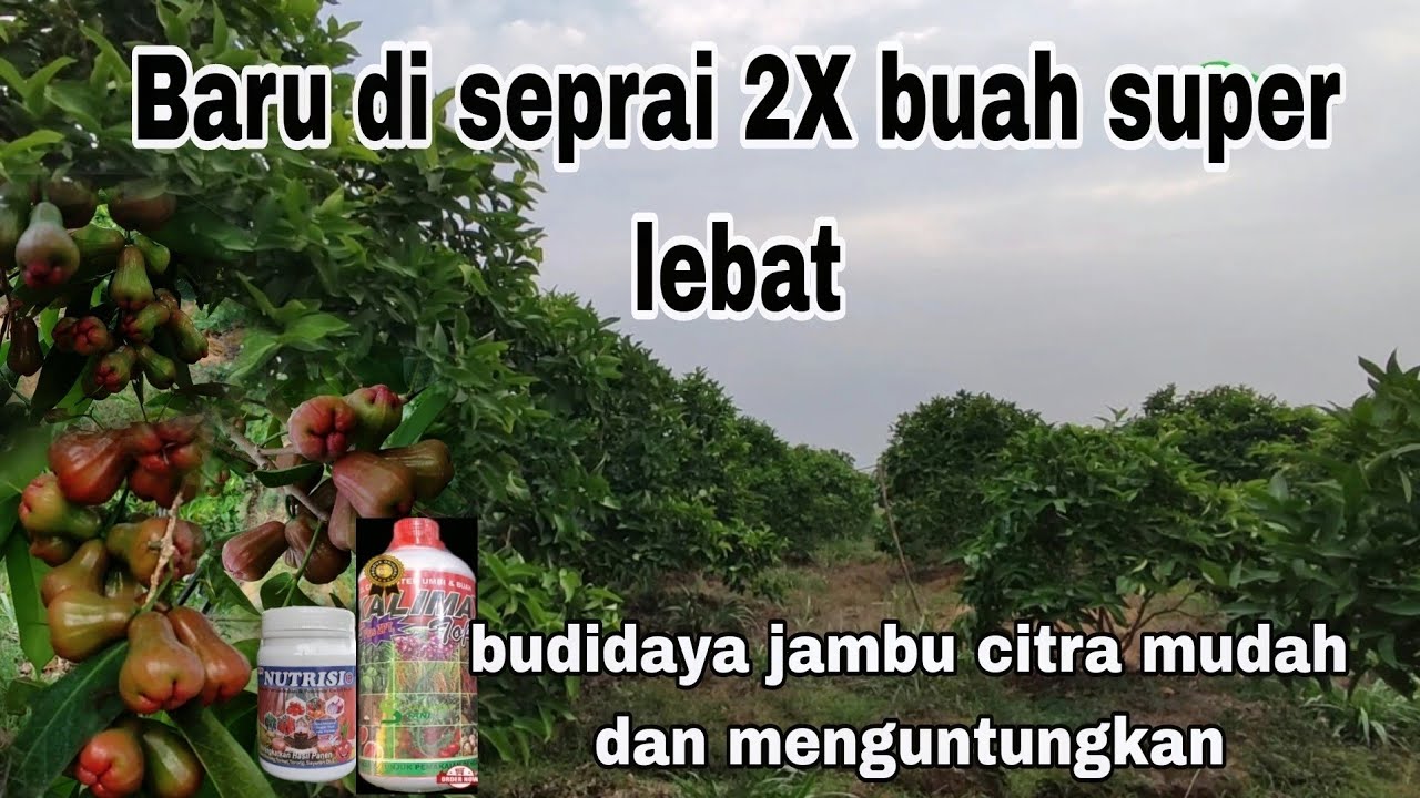 Persiapan investasi ber tani jangka panjang ekonomis