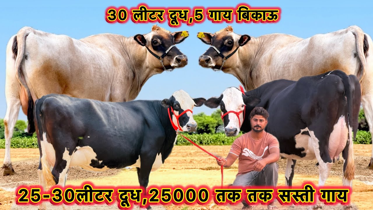 25-30 लीटर तक दूध,25000 तक सस्ती गाय👌दूध कांटे तोल का👍5 गाय बिकाऊ👌Hf Cows And Jersey Cows For Sale 