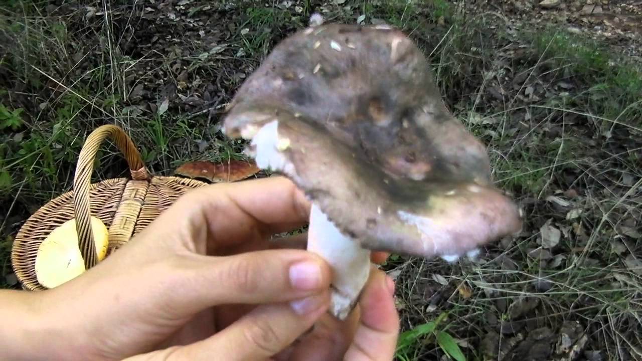 Seta Russula Cyanoxantha Charcoal Burner Mushroom Carbonera