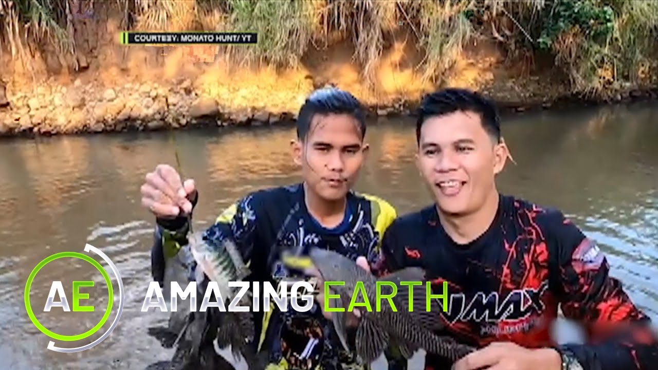 Amazing Earth: How about making janitor fish the star of our meal today?