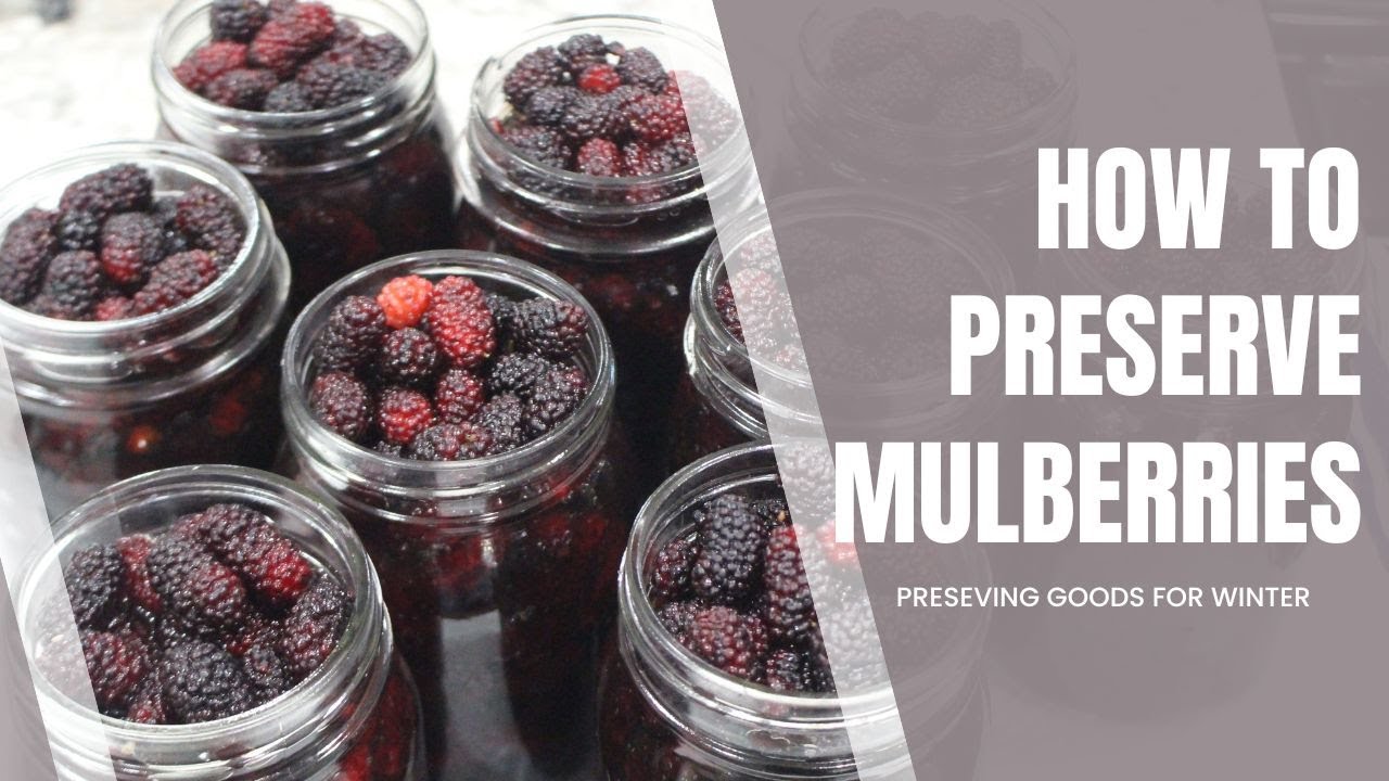Canning Fresh Mulberries To Store For Months
