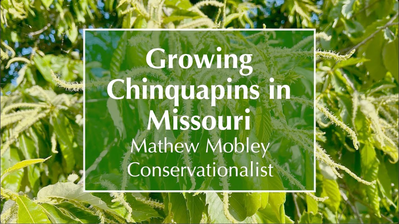 OCF 2025 Public Meeting 13-Growing Chinquapin Trees in the Mississippi Delta of Missouri