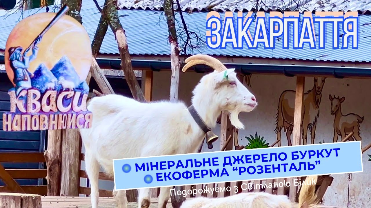 село Кваси - мінеральне джерело Буркут та екоферма Розенталь, Закарпаття #кваси #буркут #розенталь