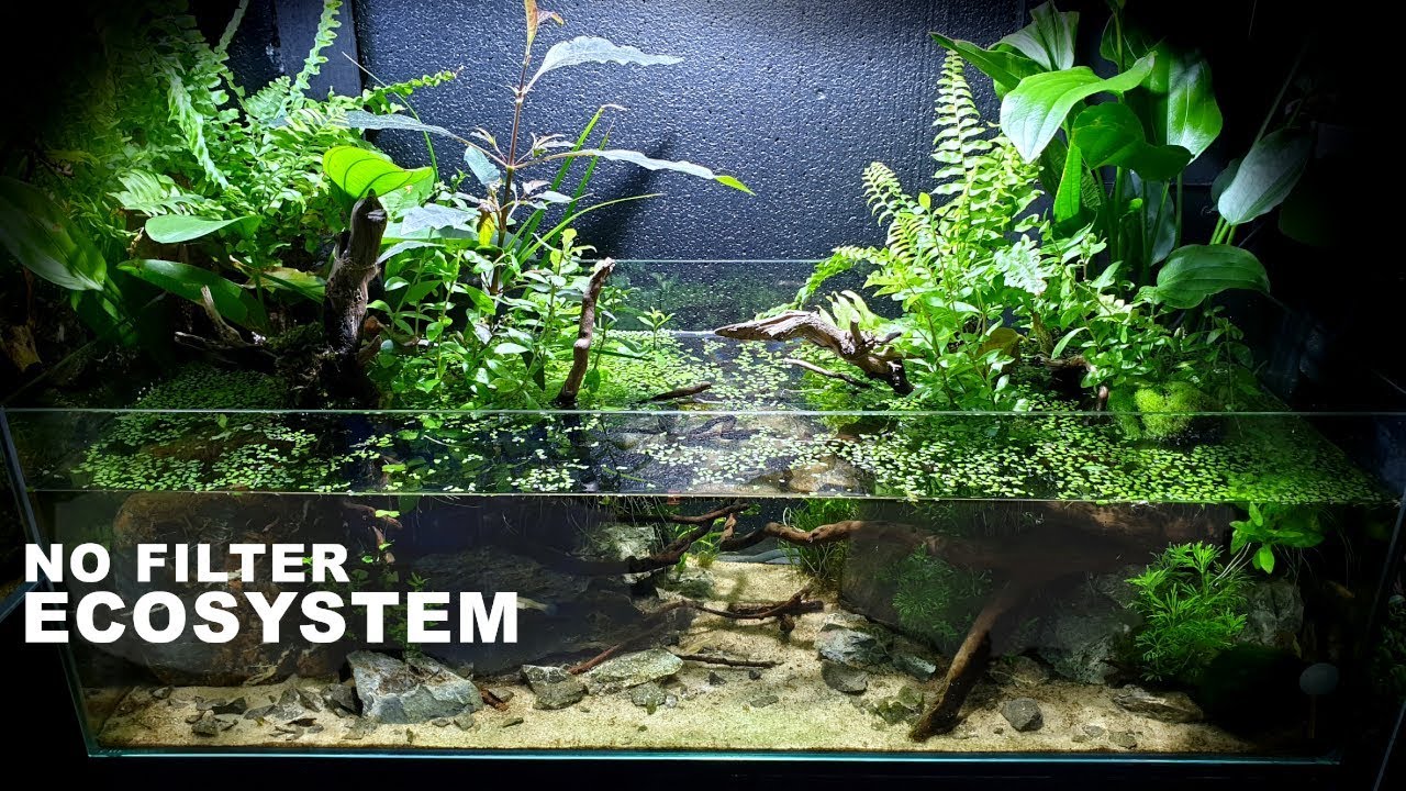 Growing An Ecosystem Aquarium....No Filter No Ferts No co2 No Heater