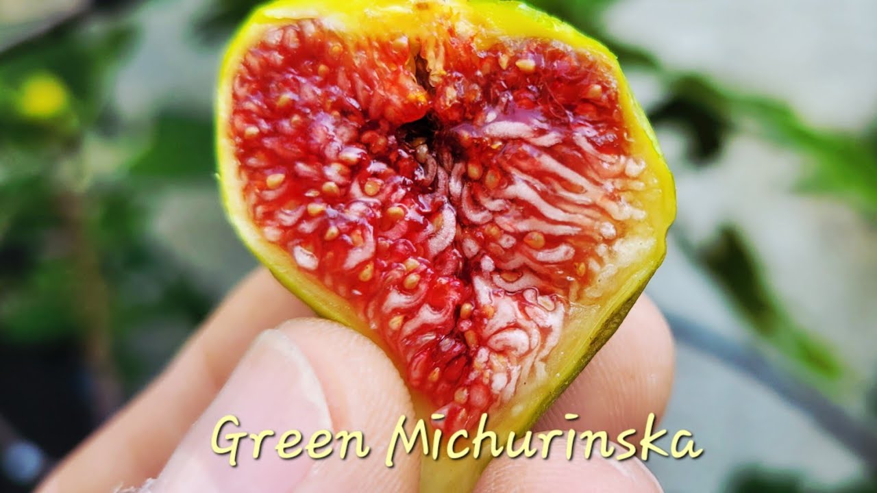  Green Michurinska, August 3, 2025