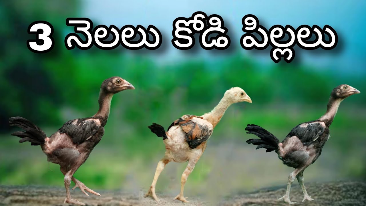 #KVR BREEDES#8712265855#bhimavaram chicks#peru cross chicks#chicks#patta punjulu#birds#chicken#viral