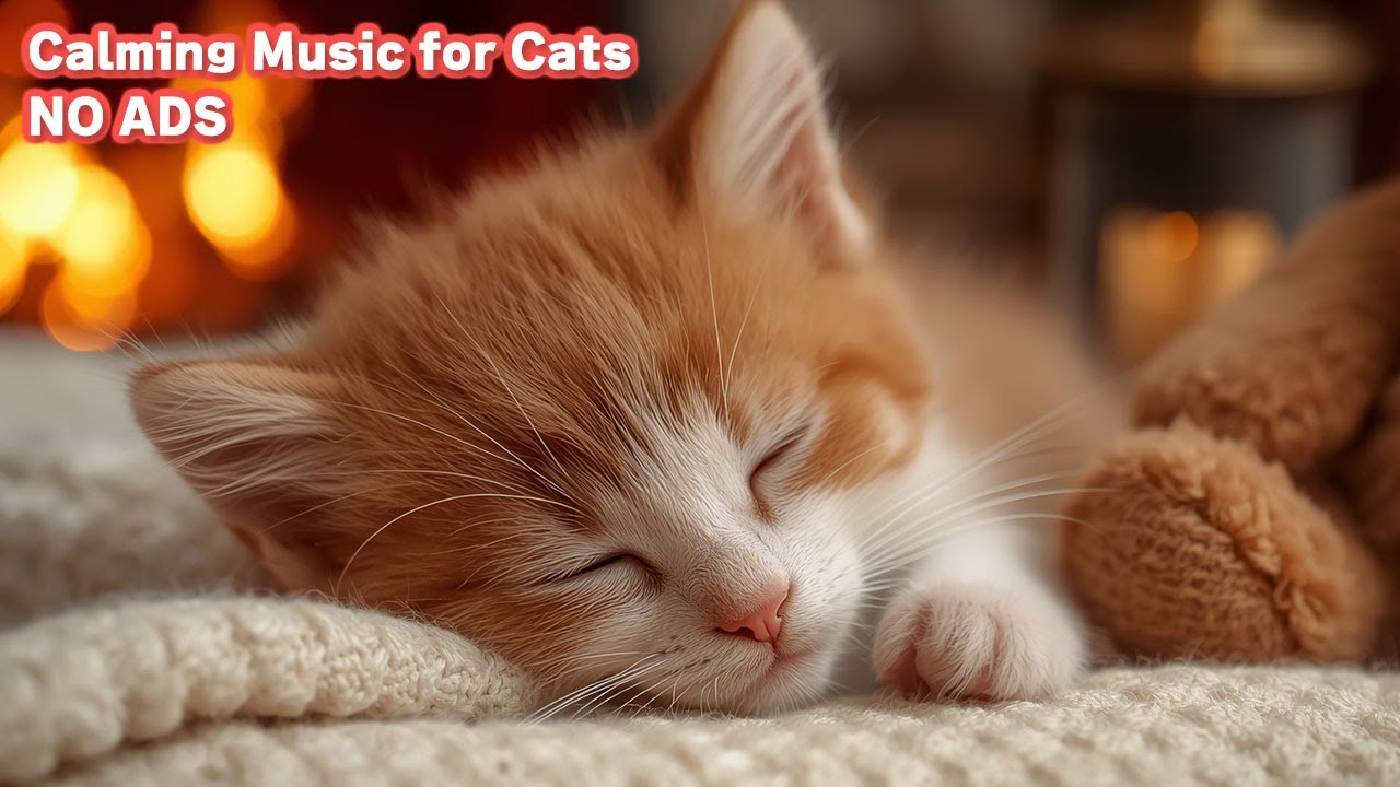 12 Hours No Ads 🐈 Music to Help & Make Cats Sleep Fast - Cat Music Sleep and Calm