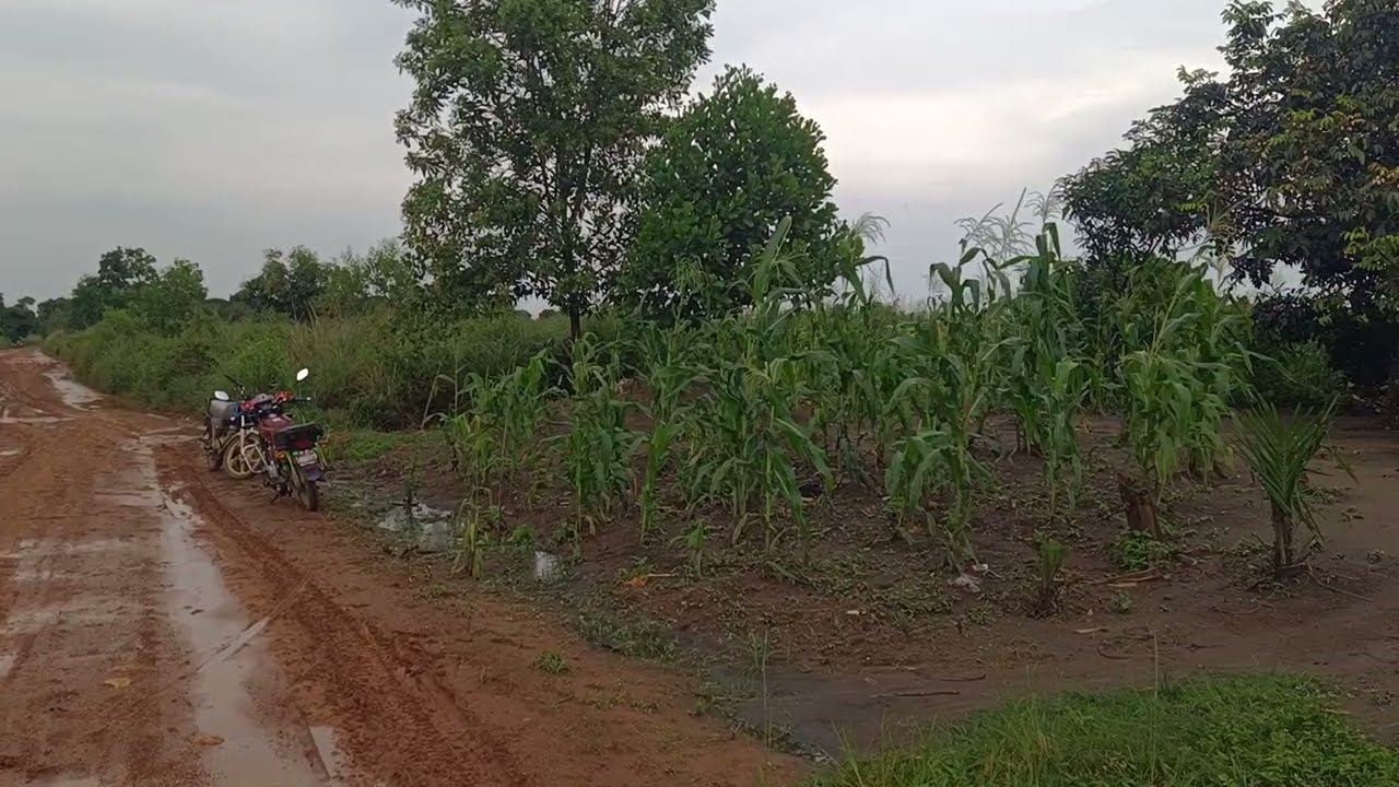 Le 1/2/2026 SAISON A POUR L' AGRICULTURE 10 HECTATDS ET UNE PARCELLE DE 50M/50 AVENDRE Vilge MOMBELE