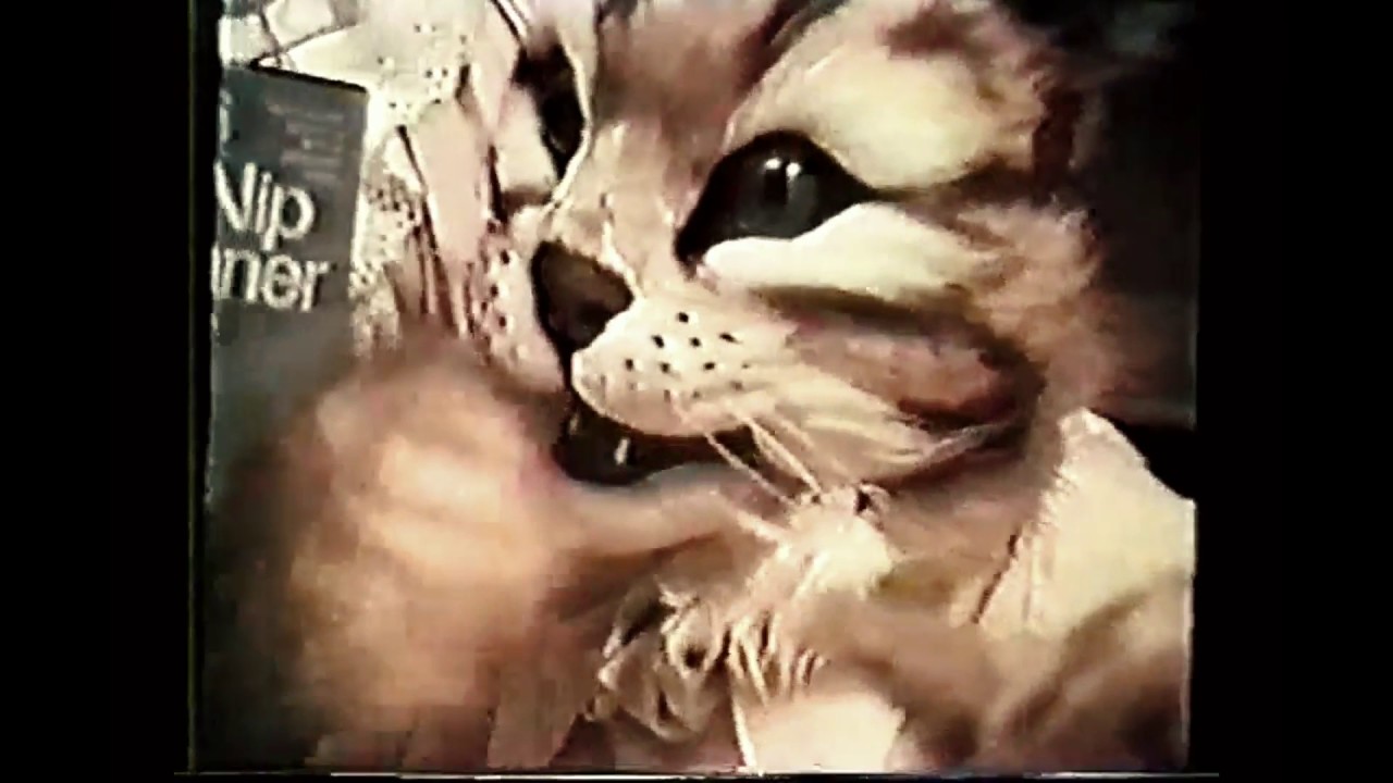 Forest Studio Advertising  