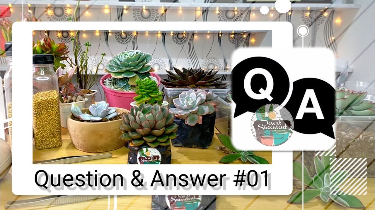 Q&A #01 - Usapang Succulents || Common Succulent Problems