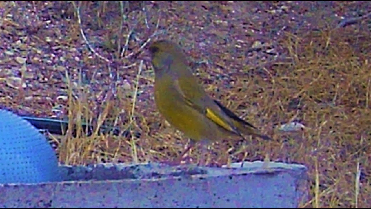 Chloris Chloris Φλώρος Great Tit Καλόγερος Τσαγκαρουδι  Cyprus warbler