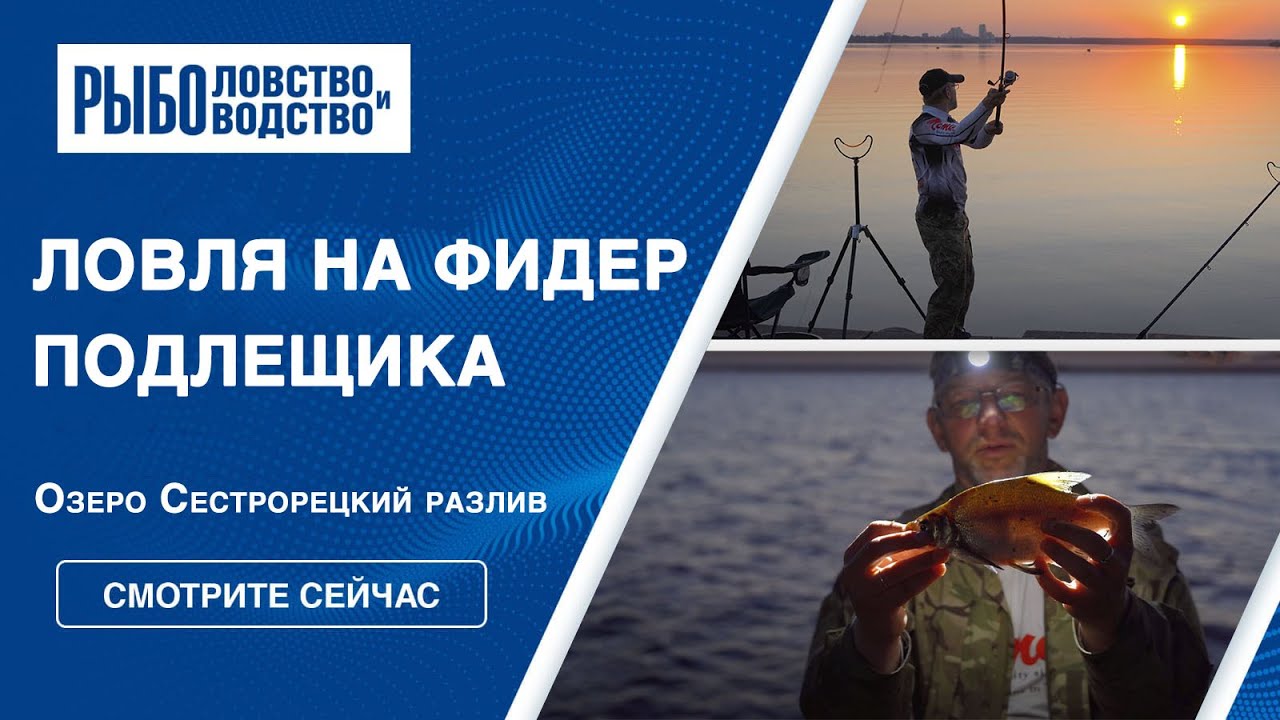 Ловля на фидер подлещика на Сестрорецком разливе