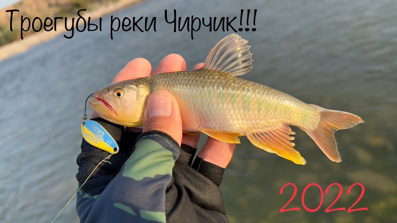 Троегубы реки Чирчик!!!
