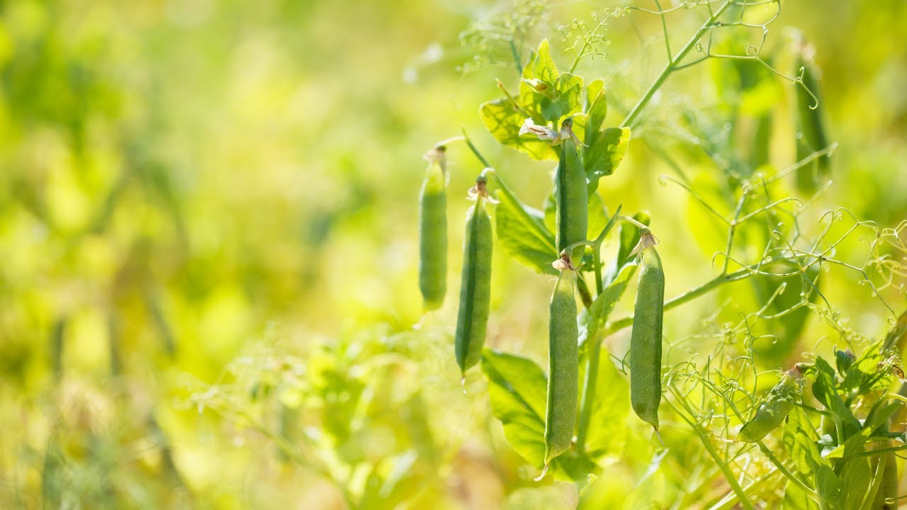 Prolećna setva gra&scaron;ka