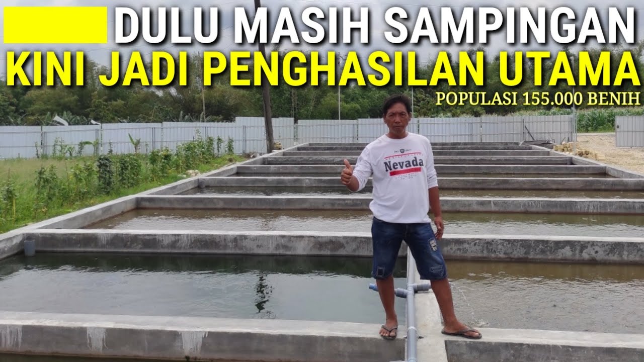 SUKSES TERNAK LELE ||| DULU MASIH USAHA SAMPINGAN,KINI JADI PENGHASILAN UTAMA!!!KAPASITAS 155.000