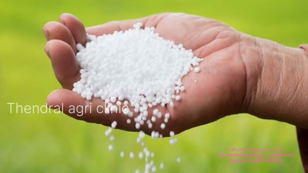 ஜிப்சம் போட்ட பயிரில் VAM போட வேண்டாமா ?Gypsum VS VAM,ஜிப்சம் & VAM ன் பயன்கள் என்ன?எப்படி இடுவது?