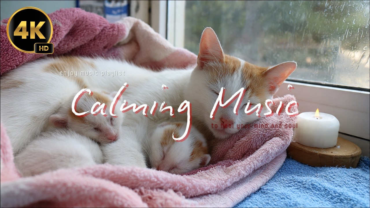 Deep Sleep with Relaxing Music 🐈 Sleep Music No Ads 🎵 Enjoy Music for Relief Stress 🥹  #cat #enjoy