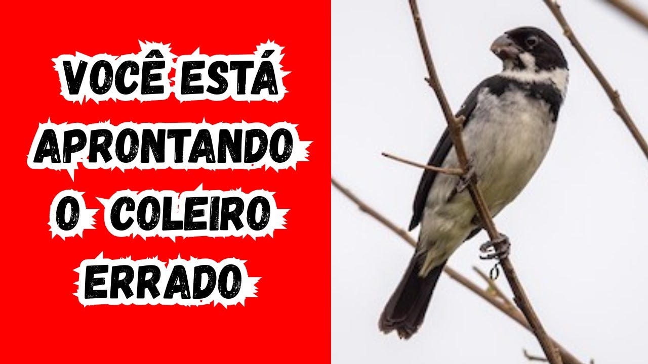Como Aprontar o Coleiro do Jeito Certo (Sem Travar o Canto)
