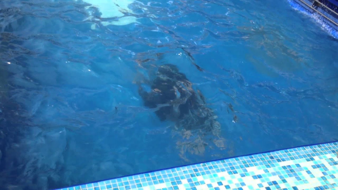 Charles Bach Doing Mindblowing Houdini Style Escape Trick