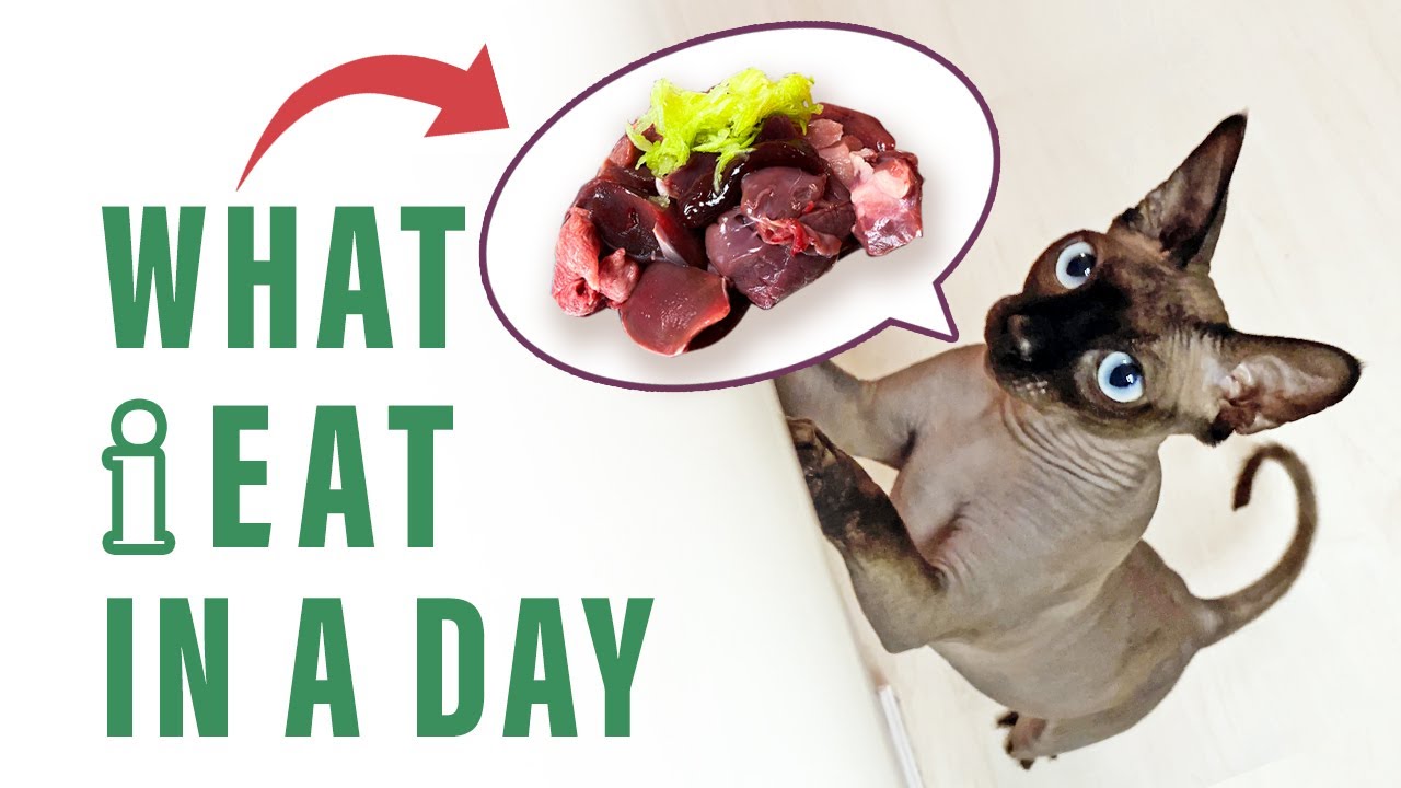 WHAT I EAT IN A DAY | RAW MEAT FOR CATS