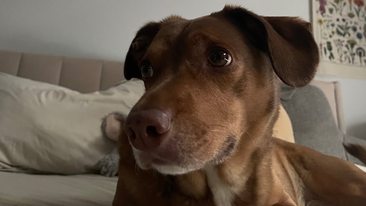 Giving my dog ASMR until he falls asleep (lo-fi) + clicky whispering