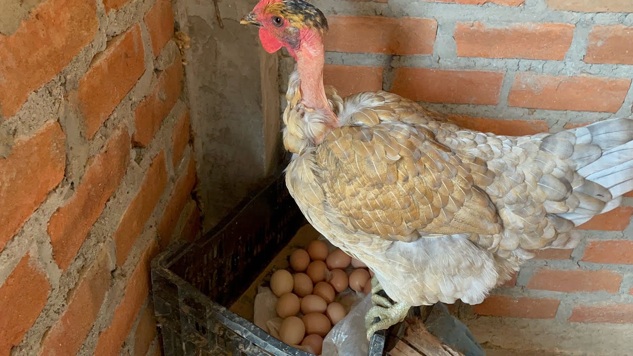Recolectando huevos de las gallinas más grandes que tenemos en la granja