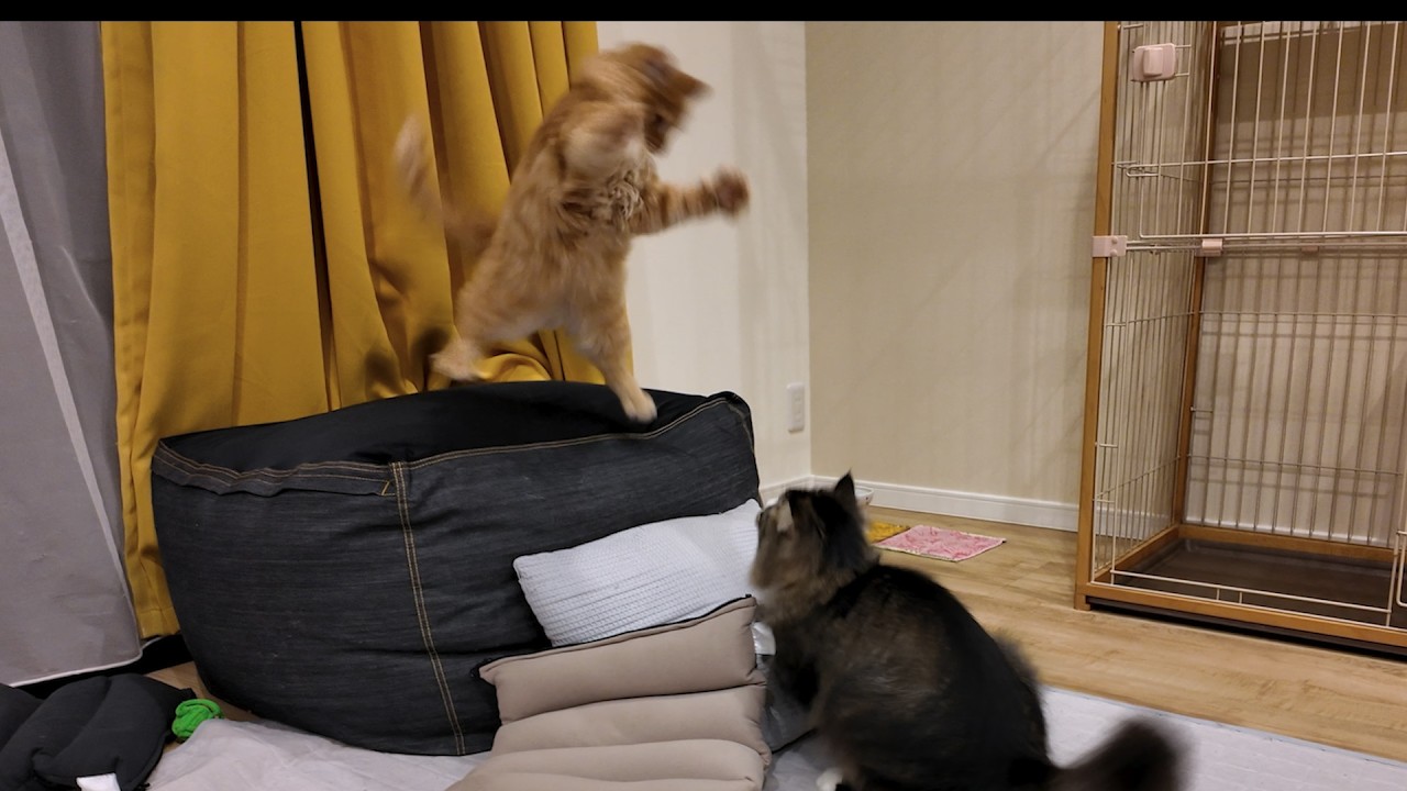 Tiny Kitten vs Big Brother Cat | 子猫vs兄猫