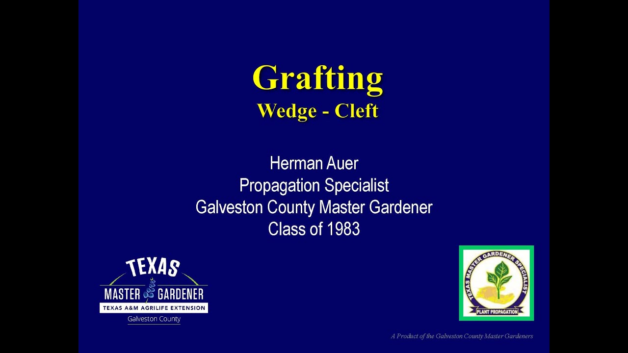 Wedge Grafting