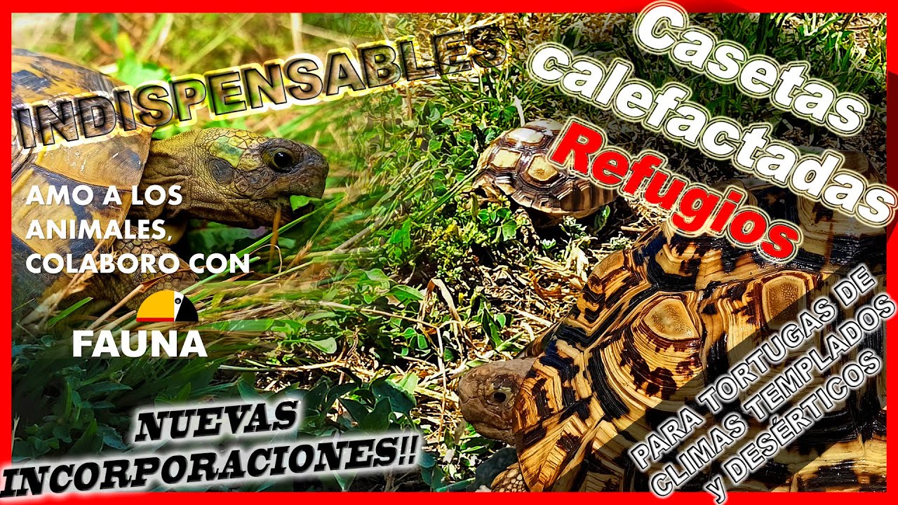 RECINTOS EXTERIORES | TORTUGA de tierra | 7 CLAVES ☀️🌳☔ Presentación de 2 nuevas tortugas 🐢🐢