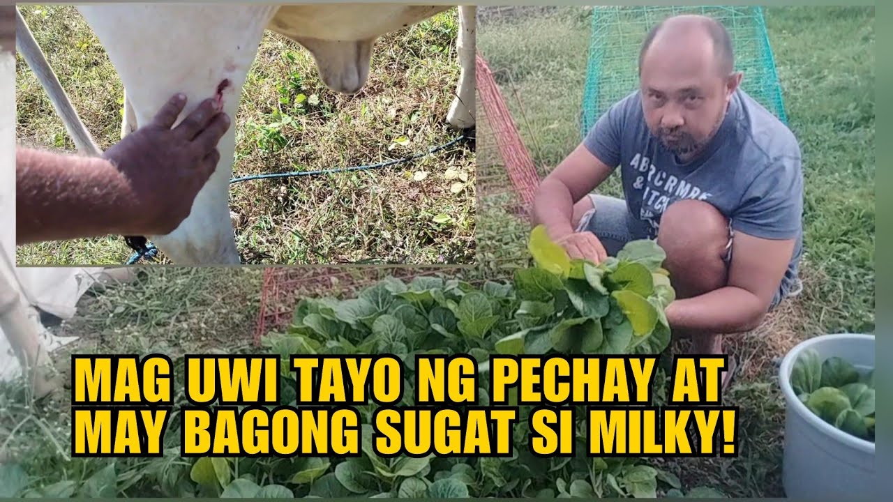 MAG UWI TAYO NG PECHAY AT MAY BAGONG SUGAT SI MILKY!