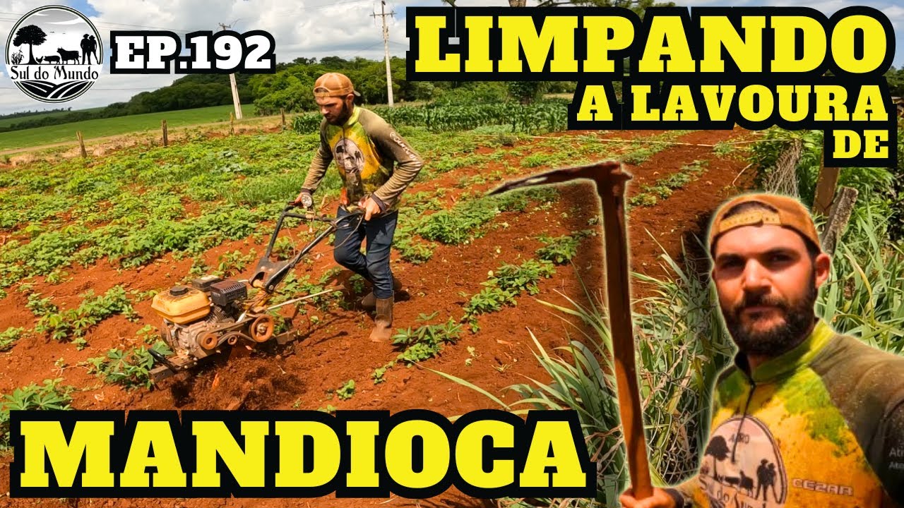 ✅ JEITO FÁCIL E PRÁTICO DE LIMPAR A LAVOURA DE MANDIOCA