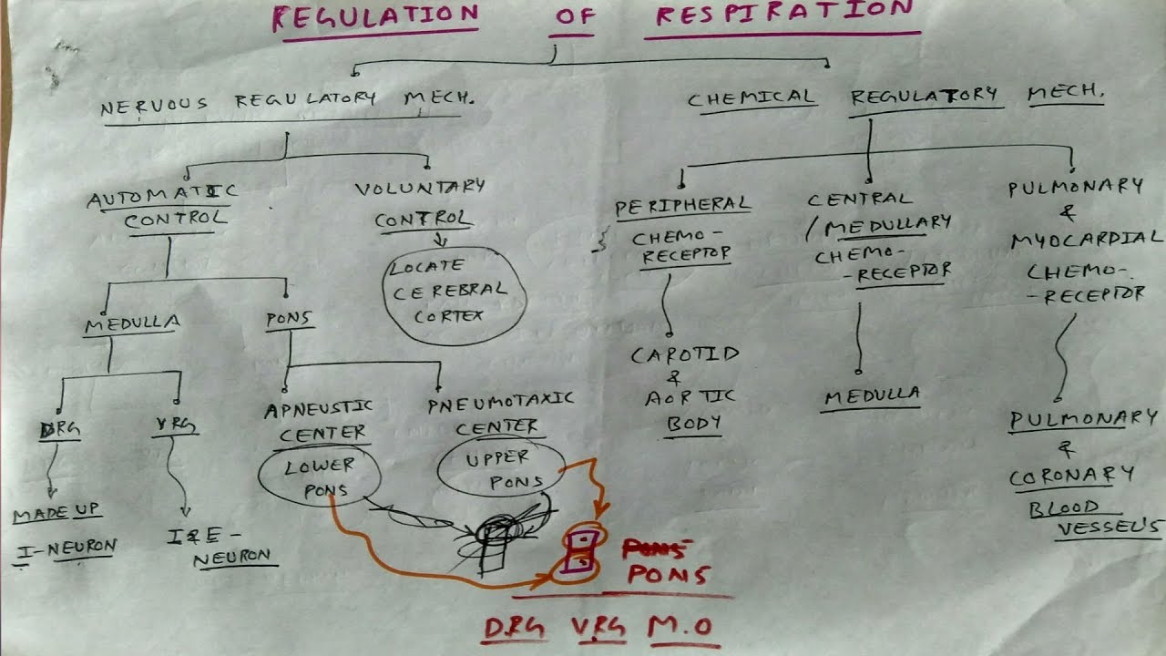 Regulation of respiration- 1 | TCML