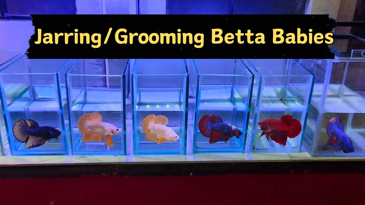 Grooming Betta Babies: Transforming Betta Fry into Stunning Betta Fish!