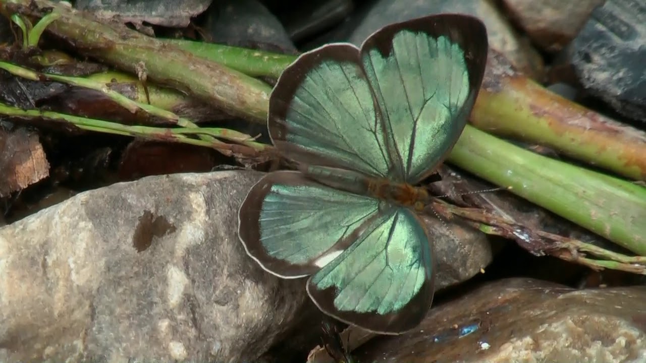 The Lowlands in Yungas part one