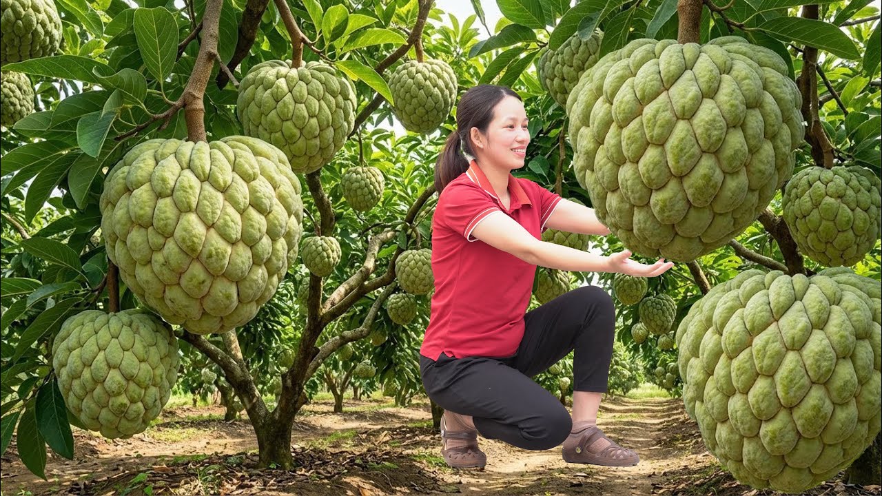 Custard Apple Harvest Season | Harvesting A Lot Of Thai Custard Apples In a Bountiful Garden